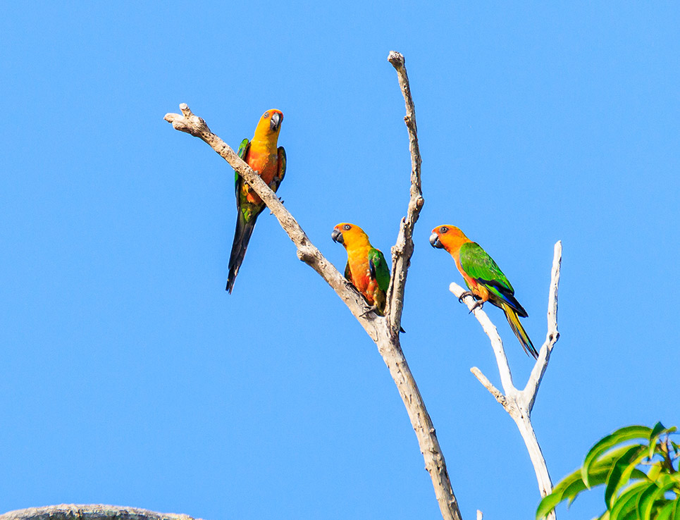 Parrots