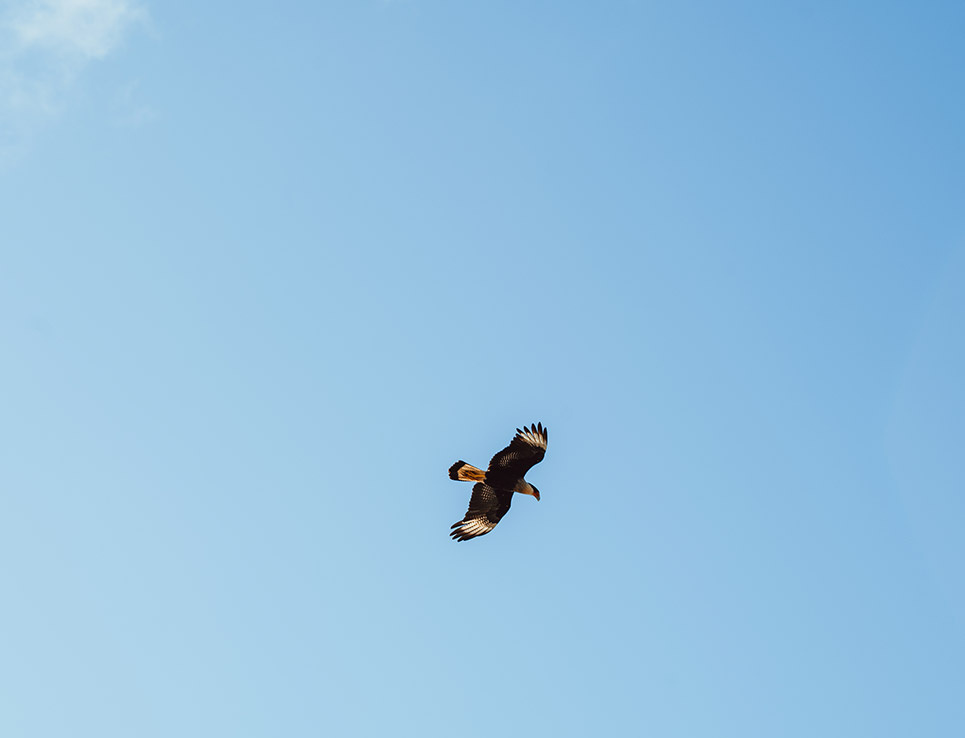 Caracara