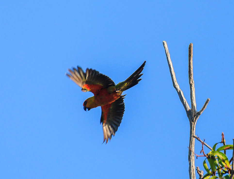 Parrot