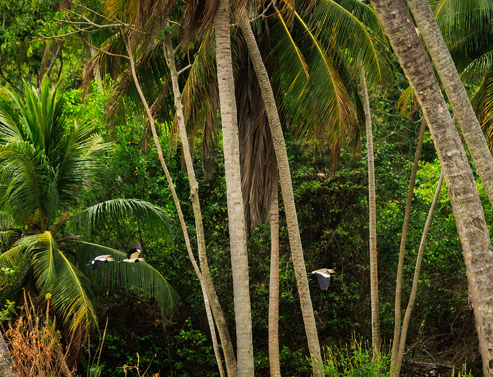 Aves e coqueiros