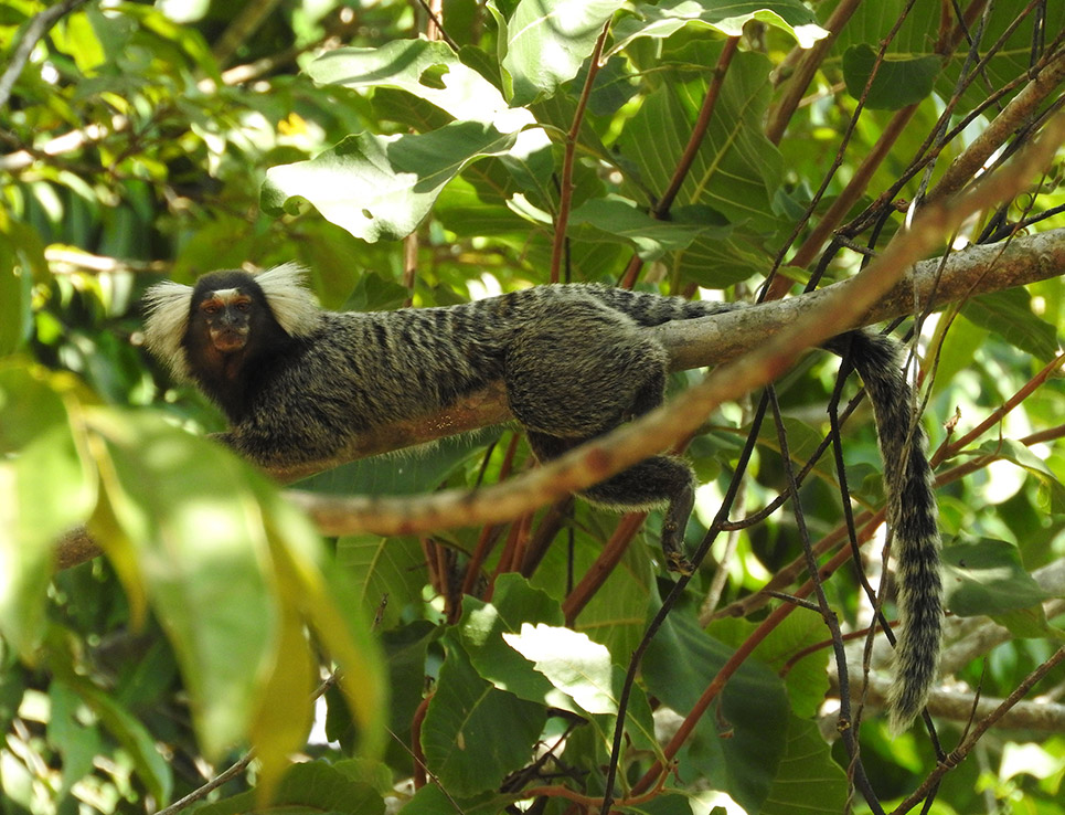 Sagui